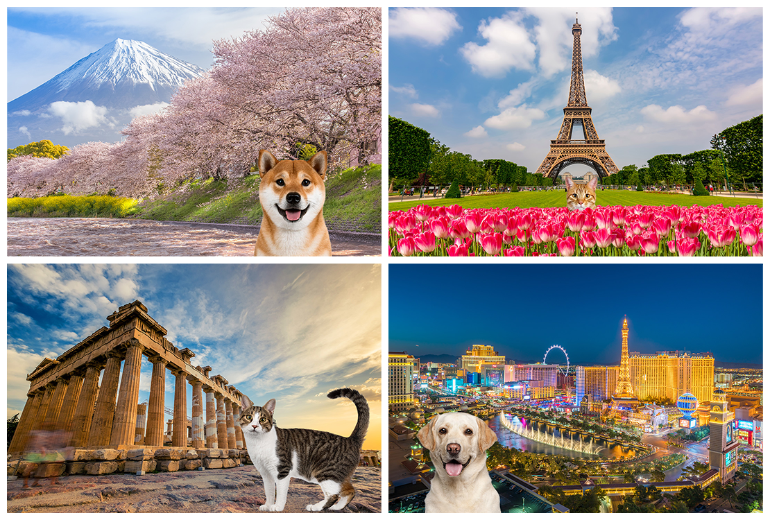 petsイメージ
